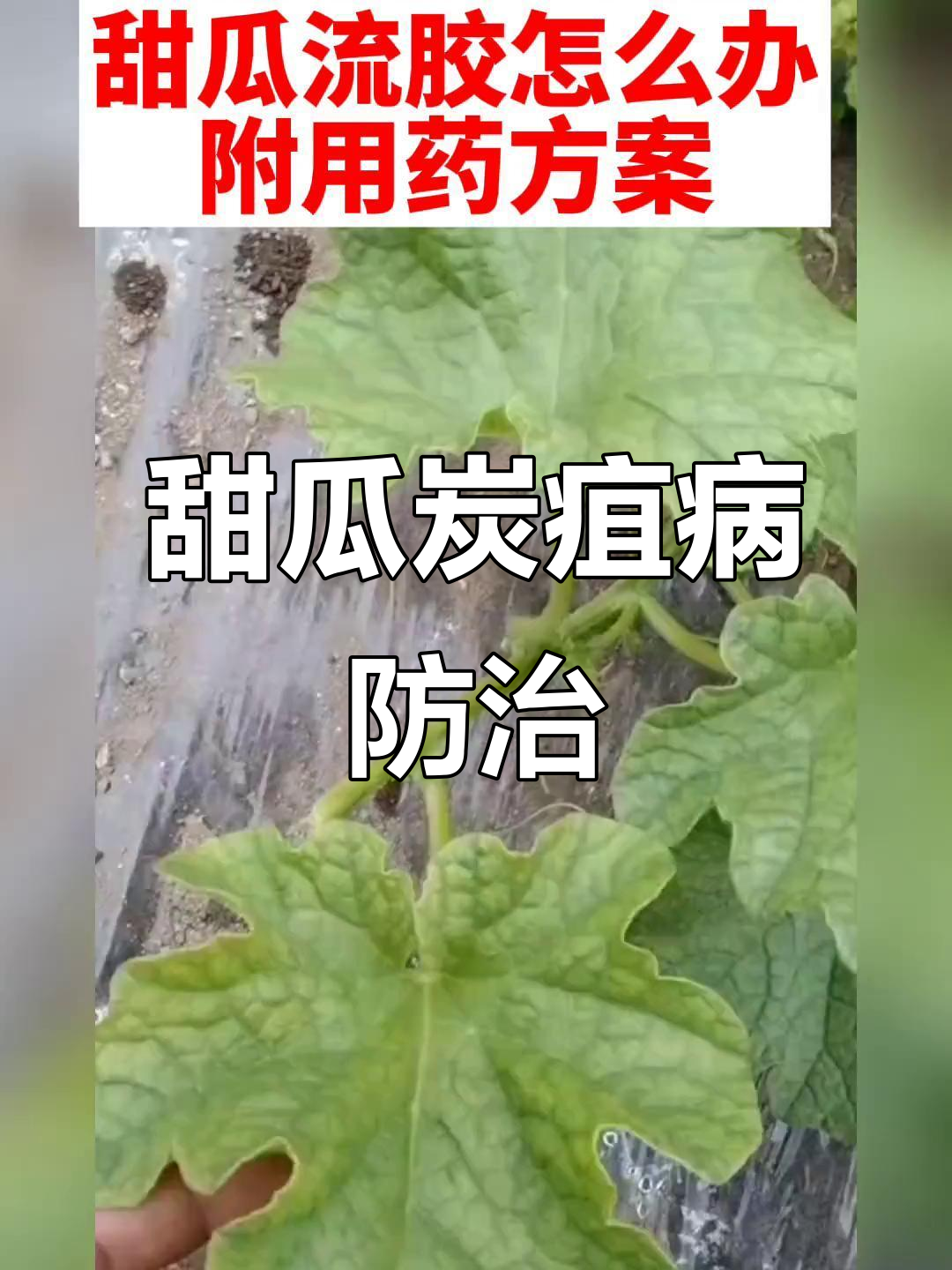 甜瓜流胶?可能是炭疽病,高效防治方案揭秘