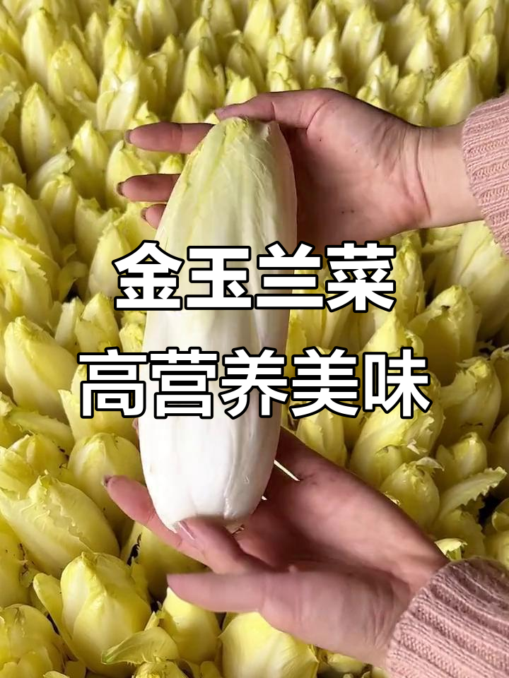 欧洲贵族蔬菜,营养丰富口感鲜嫩,家庭种植轻松上手
