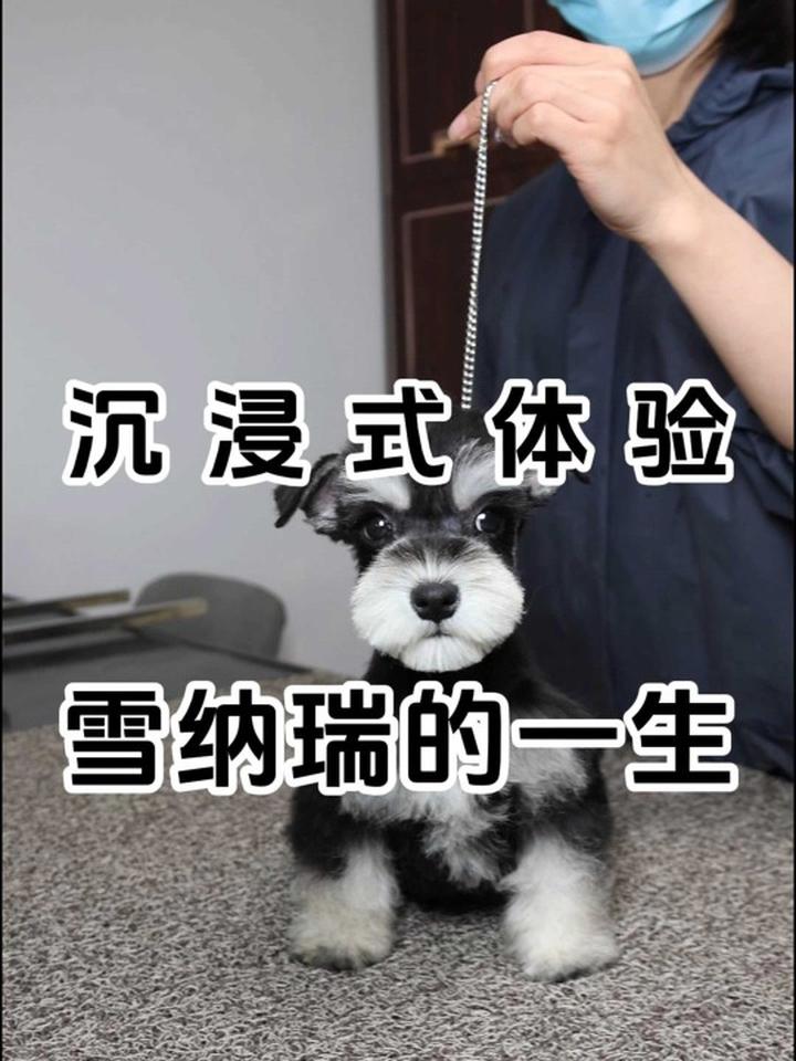 想养雪纳瑞,先来看看它们的一生