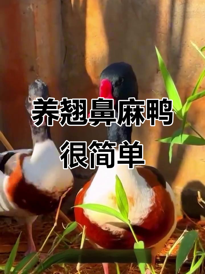 翘鼻麻鸭超可爱，养起来轻松又有趣