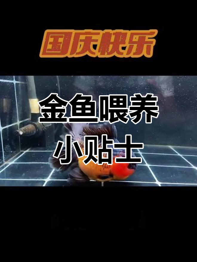 渔场养殖技巧大公开:如何科学喂食金鱼,保持水质健康