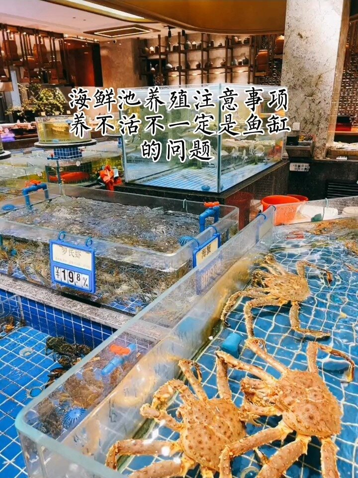 海鲜池养殖注意事项-酒店餐厅海鲜鱼缸