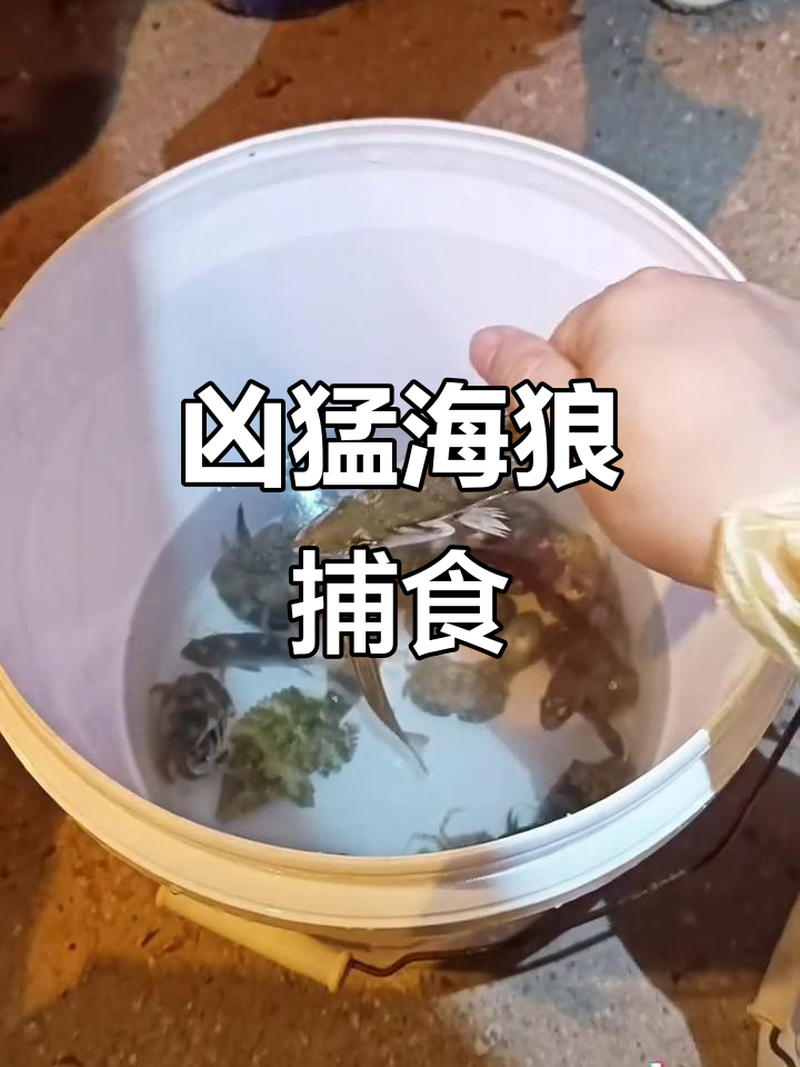 海狼捕食现场,大鱼吃小鱼轻松搞定