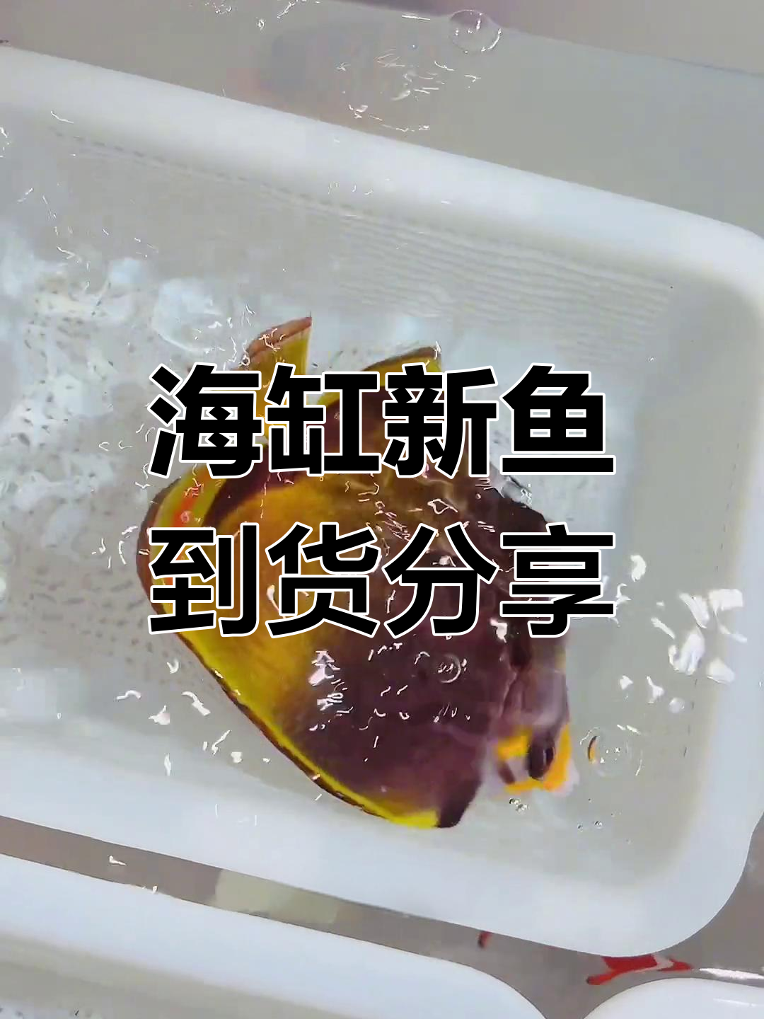 海水鱼到货实拍:澳洲蓝面宫、帝王蝶等新品亮相