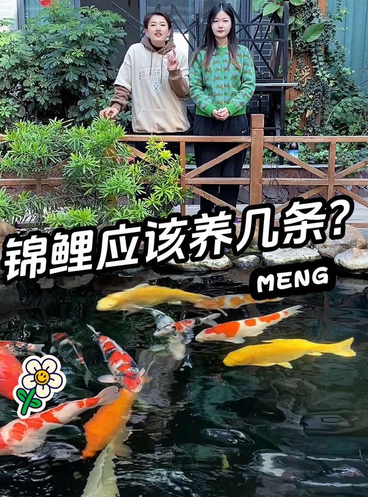 锦鲤养几条比较好?有什么寓意?