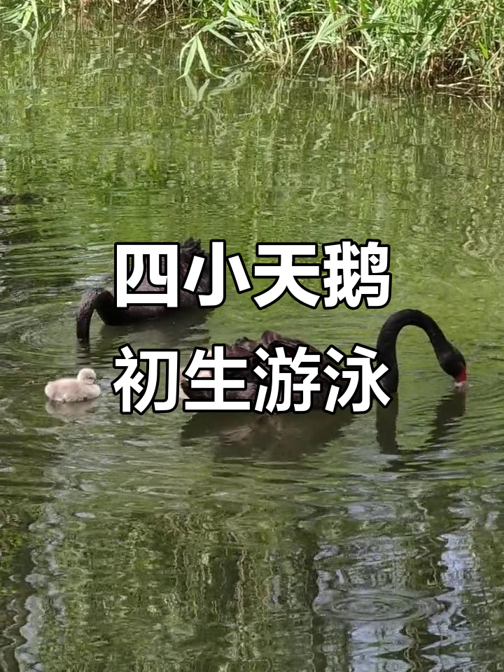 小天鹅破壳,四只萌娃首次游泳,父母守护在旁