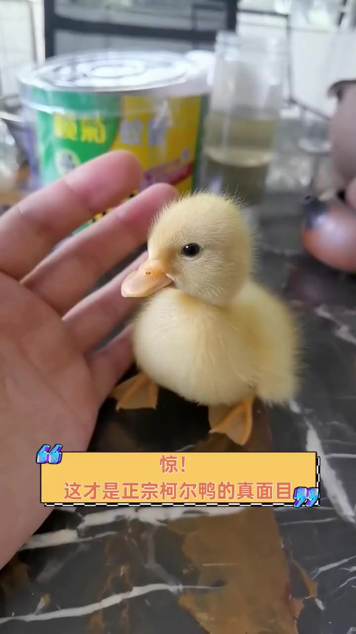 惊!这才是正宗柯尔鸭的真面目