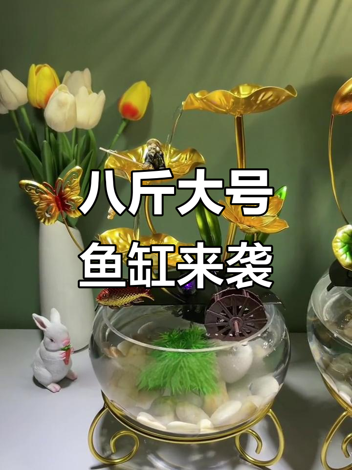 大小号鱼缸升级,手工陶瓷与姜太公钓鱼搭配效果惊艳