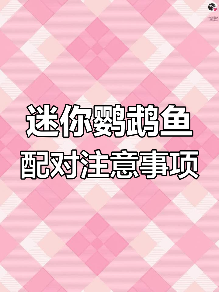 迷你鹦鹉鱼公母配对技巧,避免强行搭配造成伤害