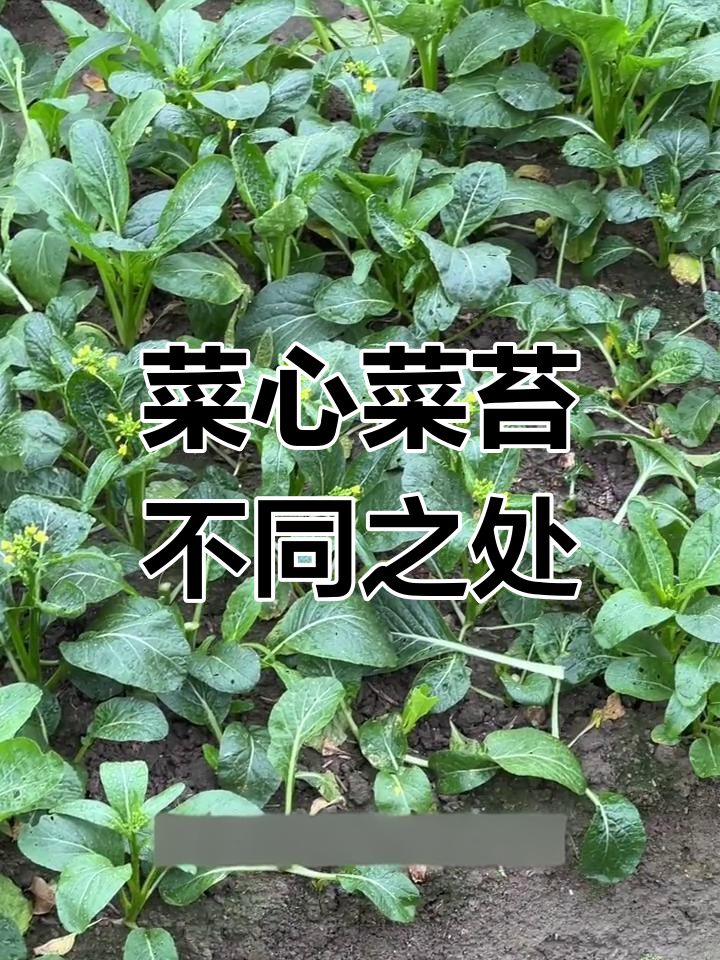 菜心与菜苔的区别解析