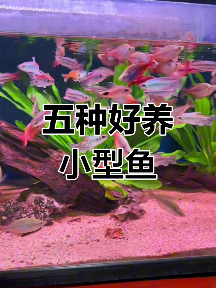 适合新手养的五种耐寒冷水鱼