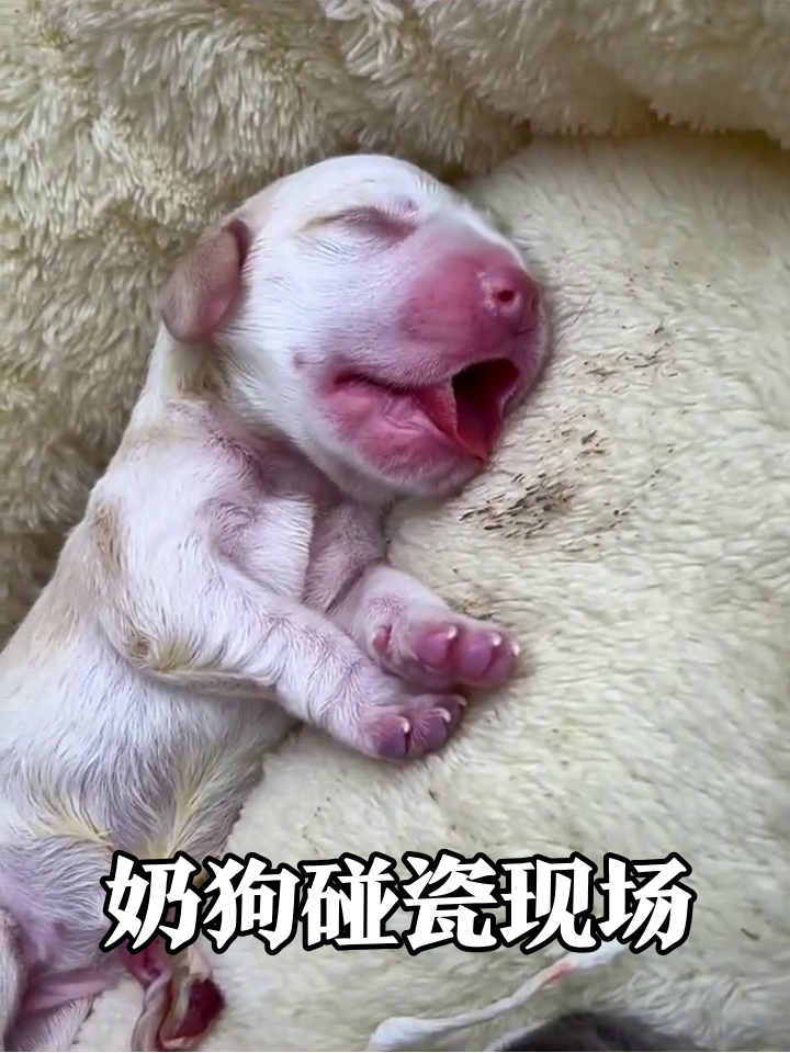 刚出生就碰瓷?小哥抢救奶狗笑料百出