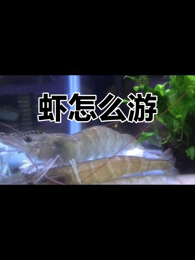 虾的独特游泳方式揭秘
