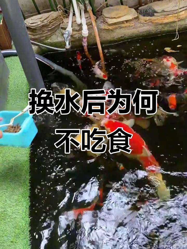 锦鲤换水后不吃食?可能是这些原因!