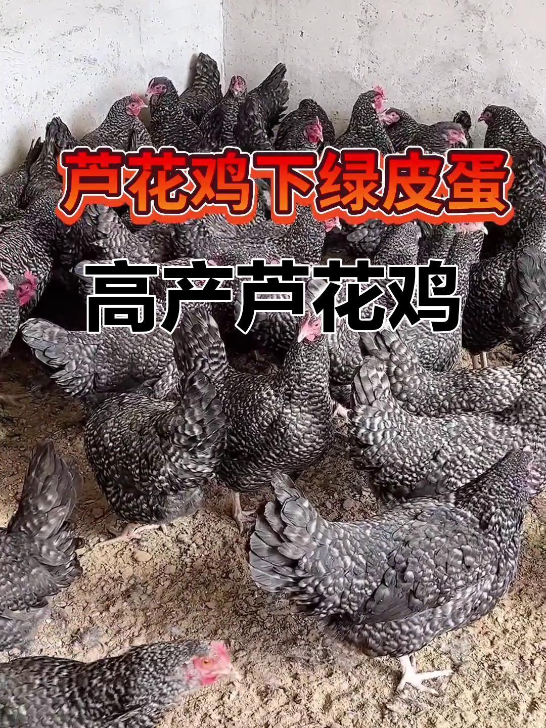 芦花鸡:公鸡肉质鲜嫩,母鸡高产蛋,年产量260枚