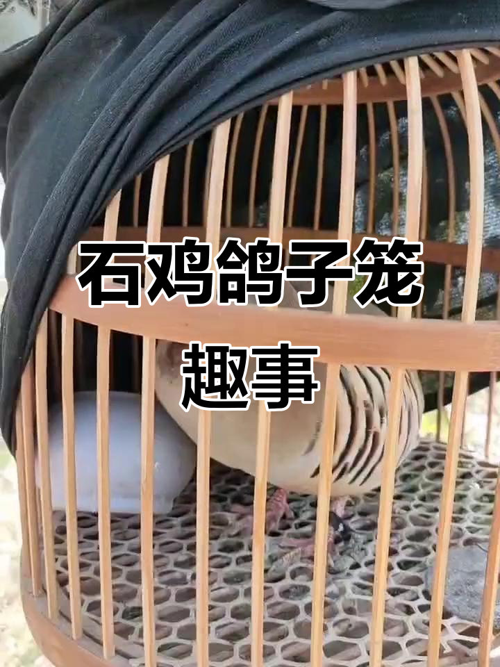 鸽子、石鸡与笼子的精彩瞬间，看它们如何互动