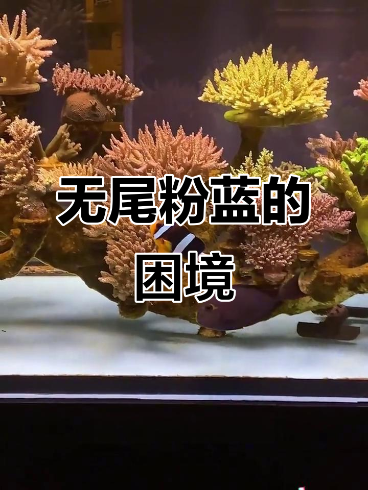 粉蓝小丑鱼失去尾巴,抢食能力堪忧!