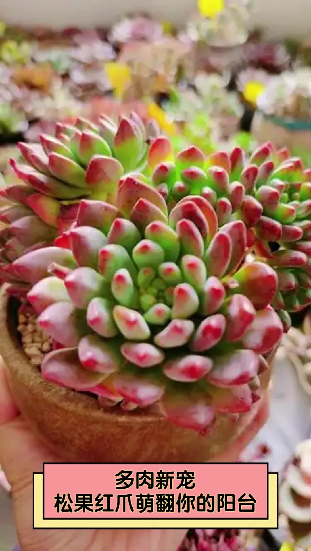 多肉新宠,松果红爪萌翻你的阳台