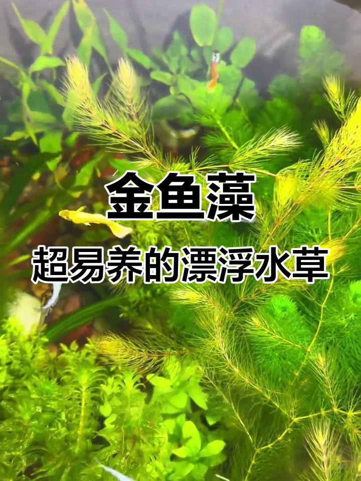 懒人必备!金鱼藻水草,无需种植轻松养