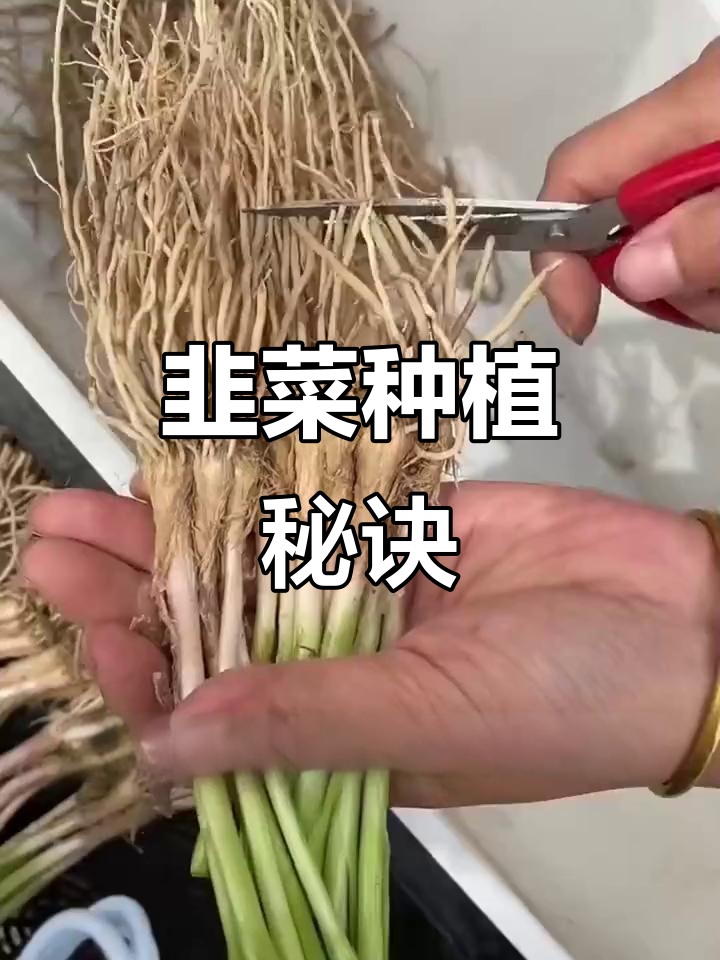 韭菜种植季节来临,照这样做轻松收获丰硕!
