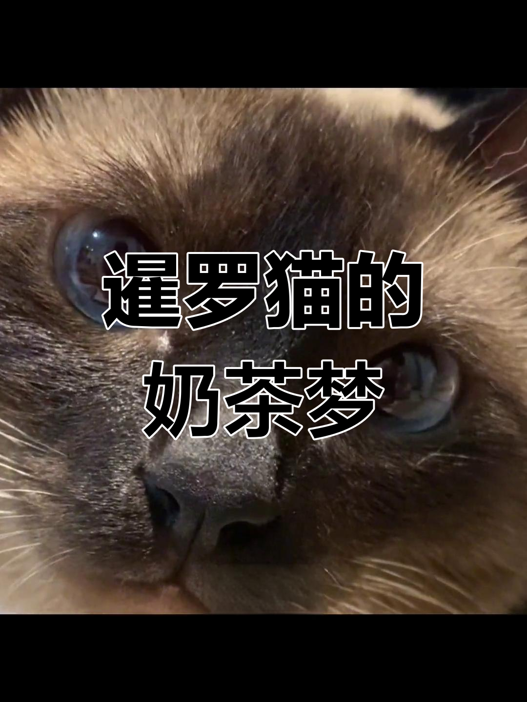 暹罗猫撒娇求奶茶,表情包送上