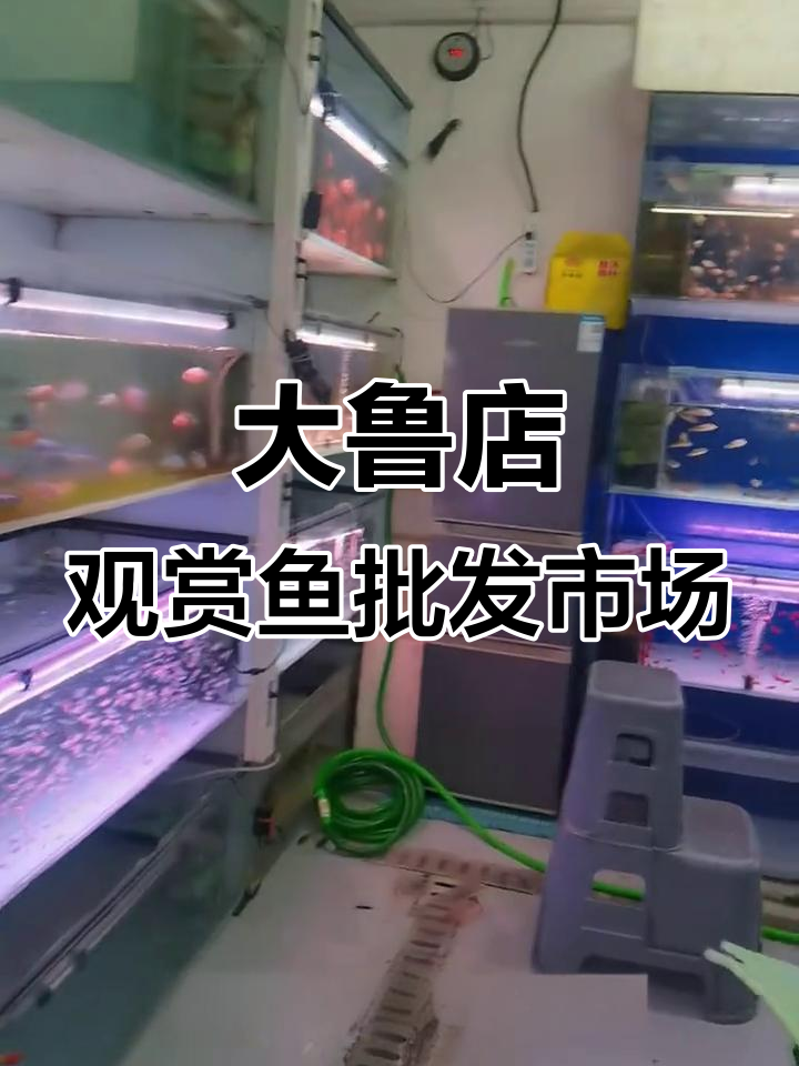 北京大鲁店观赏鱼市场，热带鱼、小乌龟一应俱全