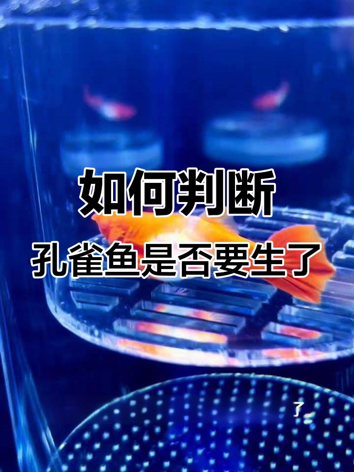母鱼快生小鱼仔的征兆,如何判断并正确处理