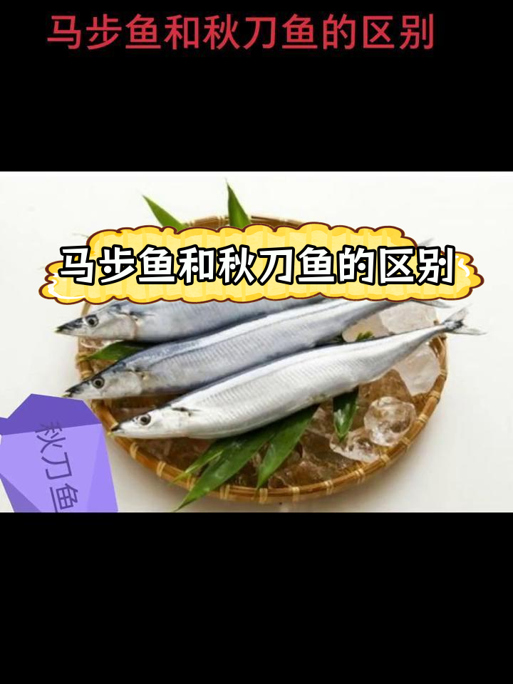 秋刀鱼与马步鱼的差异解析