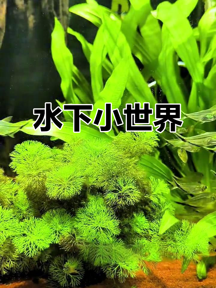 打造完美鱼缸,从选材到布景,每一步都精心设计