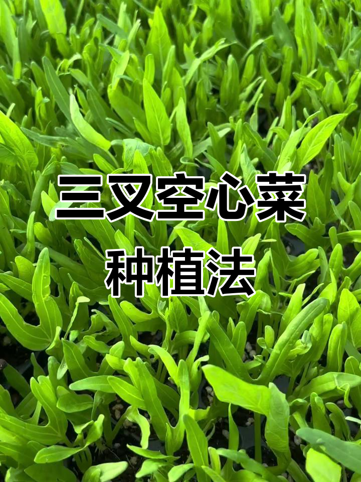 三叉空心菜高效种植技巧,掌握这些让它长得更旺