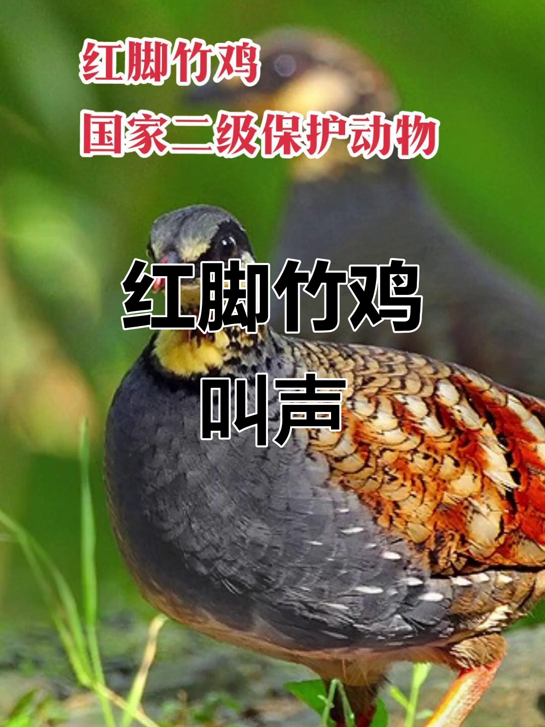 台湾鹧鸪与红脚竹鸡的和谐共处,自然之声尽显