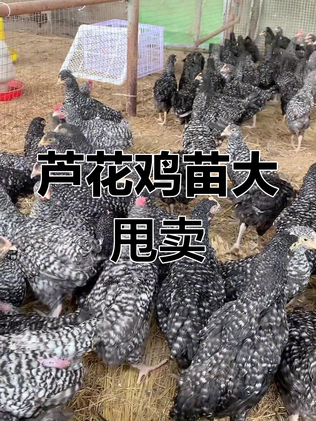 芦花鸡苗白菜价,十万只急售!公母都有,肉质鲜美高产蛋