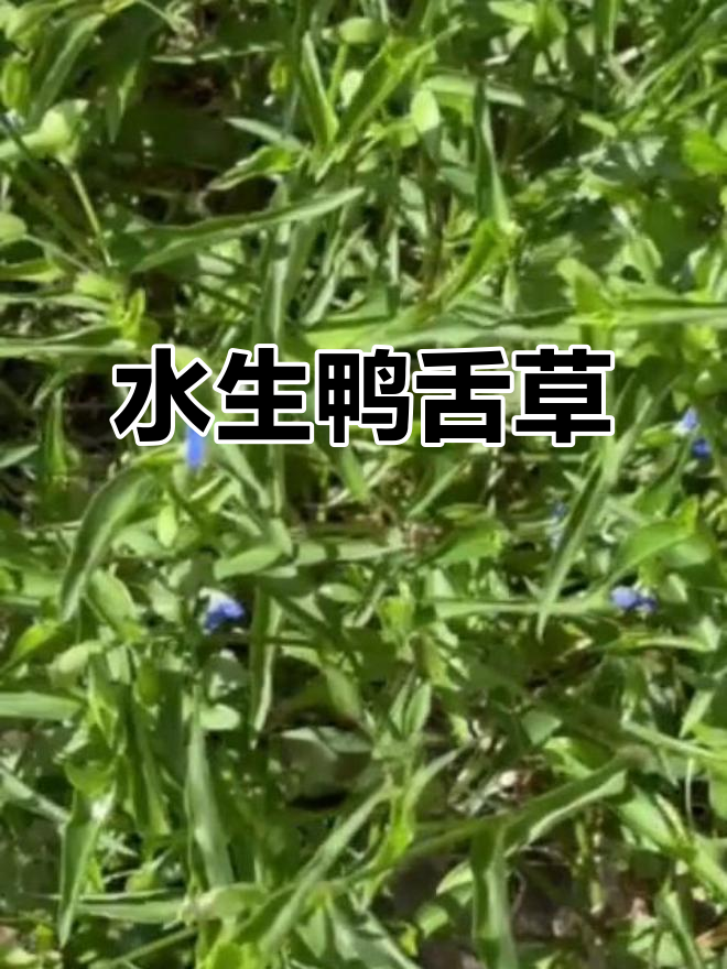 鸭舌草:水生草本植物,观赏与药用两不误