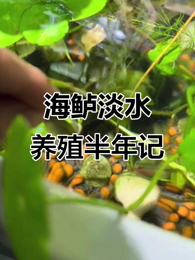 半年生态缸养海鲈,淡水环境全纪录