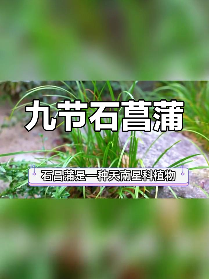 石菖蒲的药用功效与价值