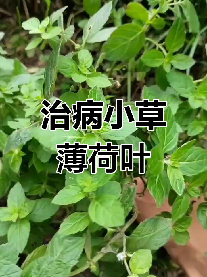 鱼香草薄荷:清热解毒的秘密武器