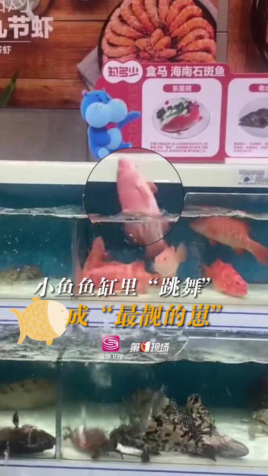 「小鱼穿梭鱼缸间跳舞成最靓的仔」7月6日,广东深圳。卖场中,一条等待被售卖的鱼“花式”吸引
