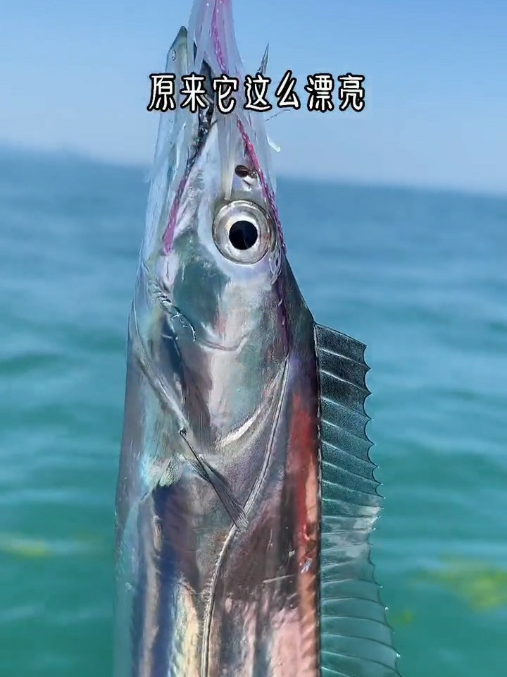 清蒸刀鱼