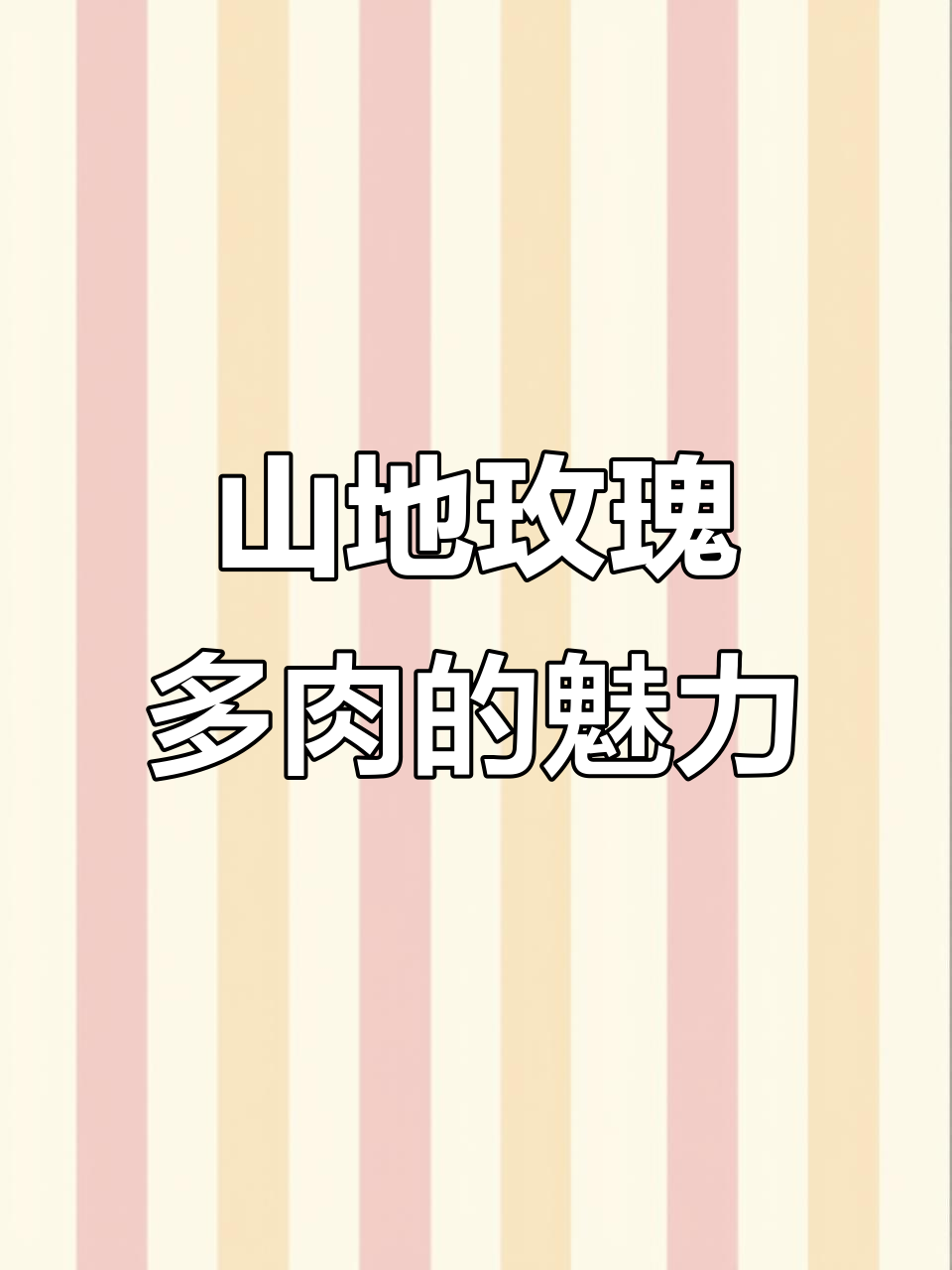 山地玫瑰的美丽与神秘，探秘耶罗玫瑰的多肉世界