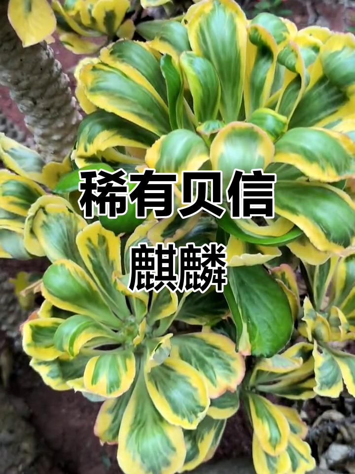 贝信麒麟,叶绿素稀少,独特花型引人注目