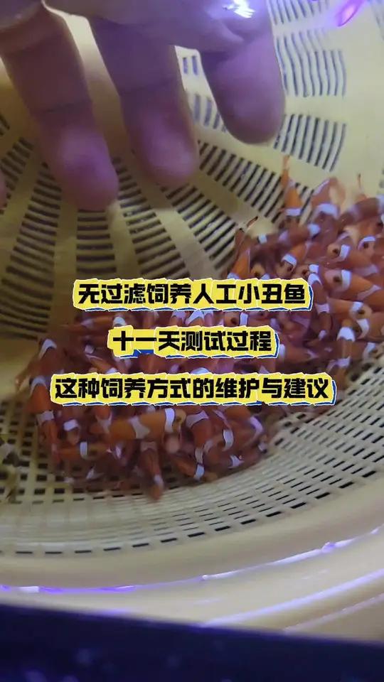 海水小丑鱼 无过滤饲养人工小丑鱼,十一天测试过程,这种饲养方式的维护与建议。小丑鱼繁殖 海