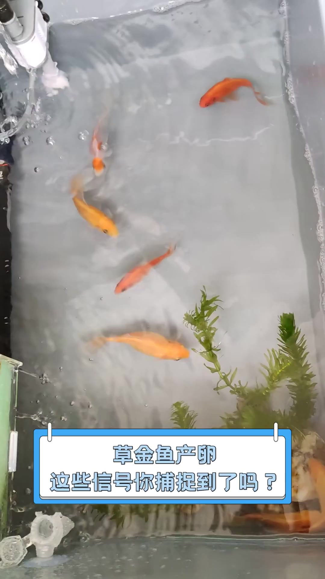 草金鱼产卵,这些信号你捕捉到了吗?