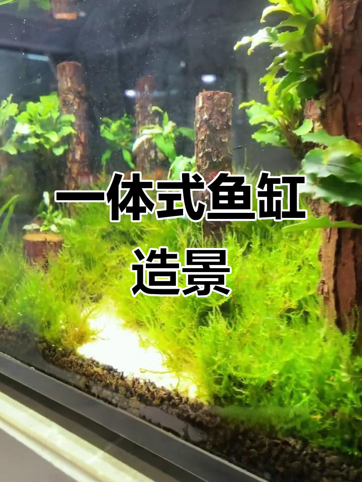 鱼缸造景轻松搞定，一体设计让氛围瞬间升级