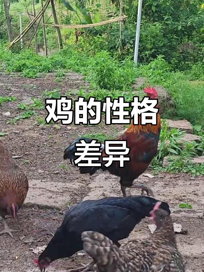 回家涂冠,鸡太嫩打腿重,土杂与土鸡性格差异大