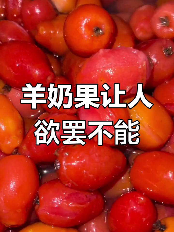 羊奶果的神奇魅力,吃上一口就停不下来!