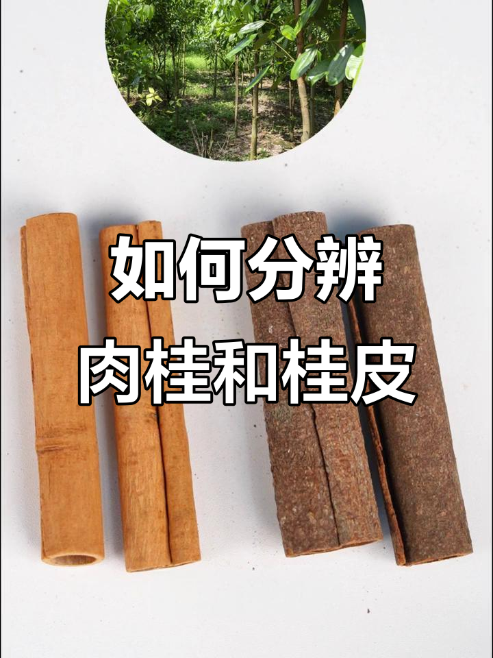 肉桂与桂皮的区别,如何正确区分它们?
