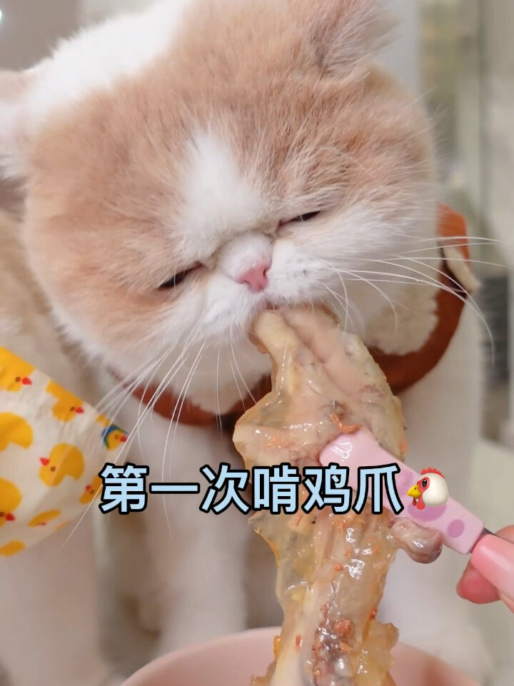原来小猫咪也爱啃鸡爪!
