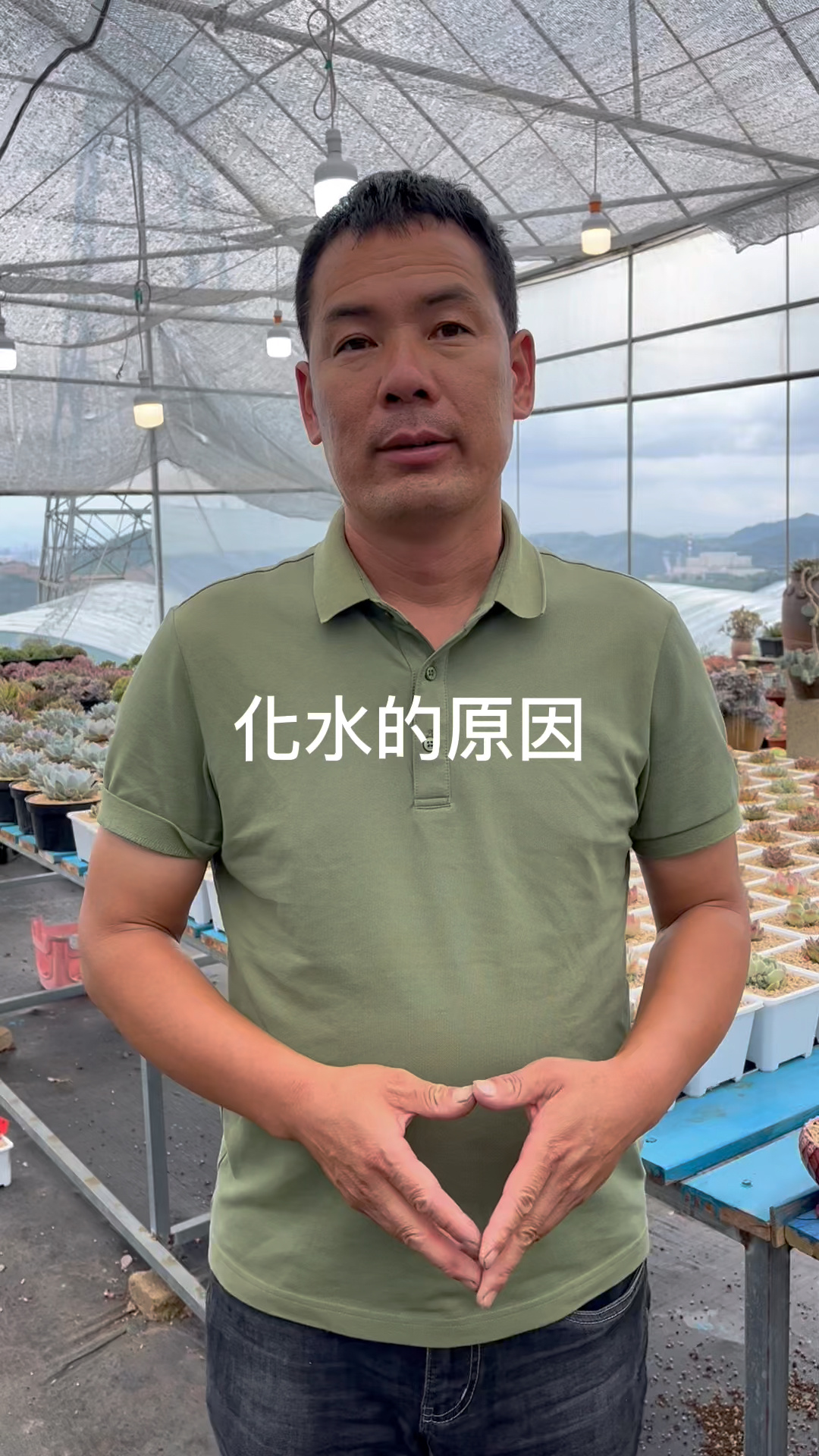 多肉植物为什么会化水