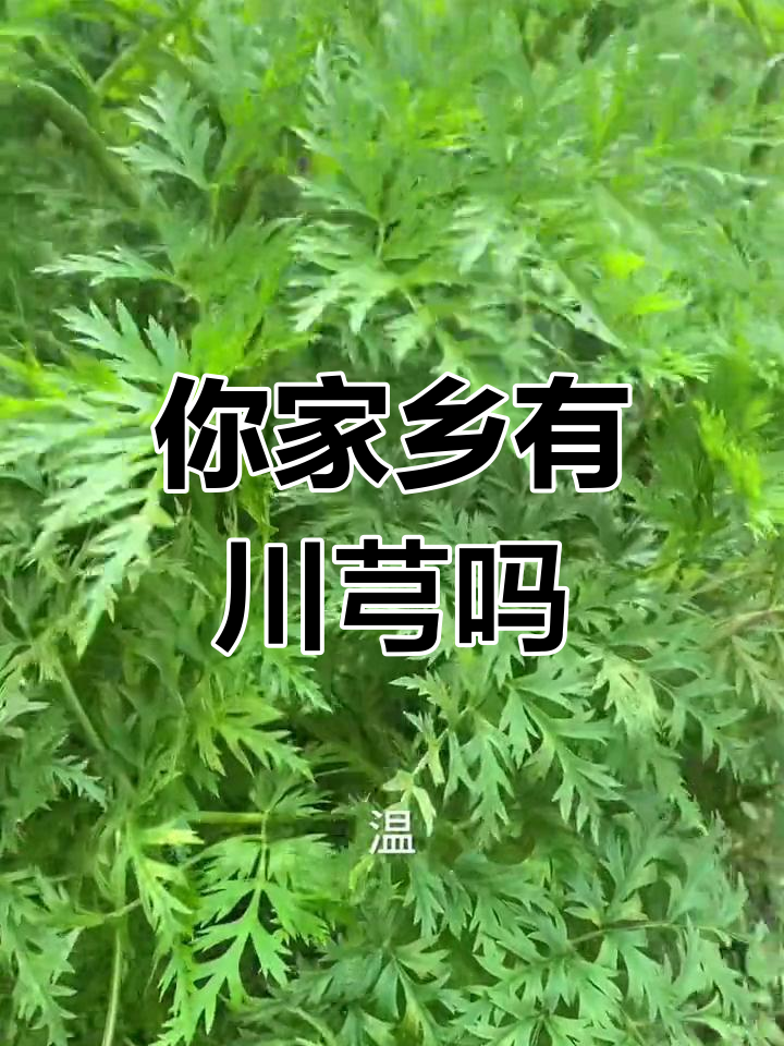 川芎:形似胡萝卜与芹菜的神奇植物