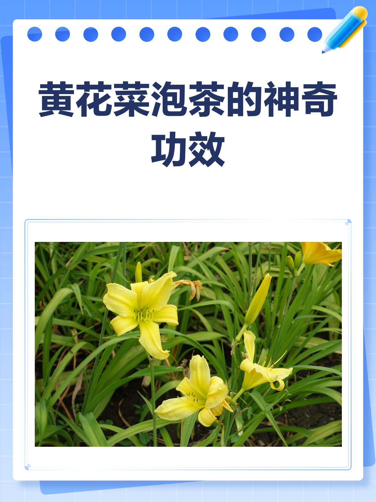 黄花菜泡茶,竟然有这些神奇功效!